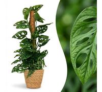 Green boutiQ - Plante d'intérieur - Monkey Mask - Monstera Adansonii sur tuteur - Vert - Entretien facile - 1 Plante - avec Panier - Pot 19cm - Hauteur 90cm
