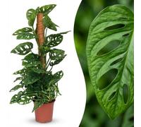 Green boutiQ - Plante d'intérieur - Monkey Mask - Monstera Andansonii sur Tuteur - Vert - Peu d'entretien - 1 Plante - Pot 19cm - Hauteur 90cm