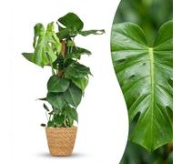Green boutiQ - Plante d'intérieur - Monstera Deliciosa sur tuteur - Vert - Entretien facile - 1 Plante - avec Panier - Pot 19cm - Hauteur 90cm