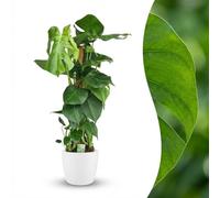 Green boutiQ - Plante d'intérieur - Monstera Deliciosa sur tuteur - Vert - Entretien facile - 1 Plante - avec Pot Blanc - Pot 19cm - Hauteur 90cm