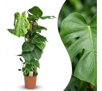 Green boutiQ - Plante d'intérieur - Monstera Deliciosa sur tuteur - Vert - Entretien facile - 1 Plante - Pot 19cm - Hauteur 90cm