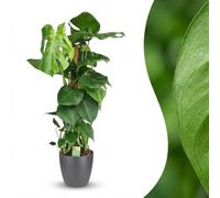 Green boutiQ - Plante d'intérieur - Monstera Deliciosa sur tuteur - Vert - Peu d'entretien - 1 Plante - avec Potter Gris - Pot 19cm - Hauteur 90cm