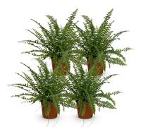 Green boutiQ - Plante d'intérieur - Nephrolepsis exaltata Green Lady - Fougère - Amie des animaux - Vert - 4 Plantes - Pot 12cm - Hauteur 28-30cm