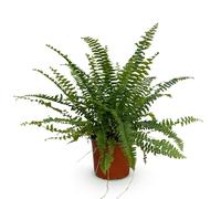Green boutiQ - Plante d'intérieur - Nephrolepsis exaltata Green Lady - Fougère - Plante amicale pour les animaux - Verte - 1 Plante - Pot 12cm - Hauteur 25cm