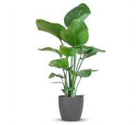 Green boutiQ - Plante d'intérieur - Oiseau de paradis - Strelitzia Nicolai - Vert - Peu d'entretien - 1 Plante - avec Pot Gris - Pot 21cm - Hauteur 80-90cm