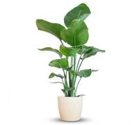 Green boutiQ - Plante d'intérieur - Oiseau du paradis - Strelitzia Nicolai - Vert - Entretien facile - 1 Plante - avec Pot Blanc - Pot 21cm - Hauteur 80-90cm
