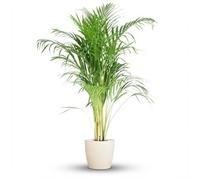 Green boutiQ - Plante d'intérieur - Palmier Doré - Dypsis Lutescens Areca - Vert - Entretien facile - 1 Plante - avec Pot Blanc - Pot 21cm - Hauteur 90-100cm