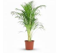 Green boutiQ - Plante d'intérieur - Palmier doré - Dypsis Lutescens Areca - Vert - Entretien facile - 1 Plante - Pot 21cm - Hauteur 90-100cm