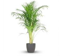 Green boutiQ - Plante d'intérieur - Palmier doré - Dypsis Lutescens Areca - Vert - Peu d'entretien - 1 Plante - avec Potter Gris - Pot 21cm - Hauteur 90-100cm