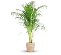 Green boutiQ - Plante d'intérieur - Palmier doré - Dypsis Lutescens Areca - Vert - Peu d'entretien - 1 Plante - avec Panier - Pot 21cm - Hauteur 90-100cm