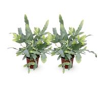 Green boutiQ - Plante d'intérieur - Phlebodium aureum Blue Star - Fougère Bleue - Amie des animaux - Bleu - 2 Plantes - Pot de 12cm - Hauteur 25-30cm