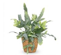 Green boutiQ - Plante d'intérieur - Phlebodium aureum Blue Star - Fougère Bleue - Plante Amie des Animaux - Bleu - 1 Plante - avec Panier - Pot 12cm - Hauteur 25cm