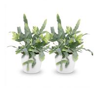 Green boutiQ - Plante d'intérieur - Phlebodium aureum Blue Star - Fougère Bleue - Plante Amie des Animaux - Bleu - 2 Plantes - avec Potter Blanc - Pot 12cm - Hauteur 25cm