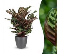 Green boutiQ - Plante d'intérieur - Plante Paon - Calathea Makoyana - Vert - Entretien facile - 1 Plante - avec Potter Gris - Pot 19cm - Hauteur 70cm