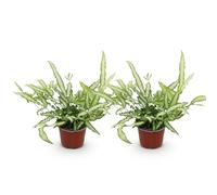 Green boutiQ - Plante d'intérieur - Pteris cretica Albolineata - Fougère - Amie des animaux - Panaché - 2 Plantes - Pot 12cm - Hauteur 28-30cm