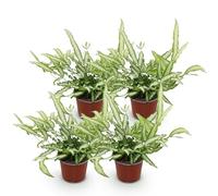 Green boutiQ - Plante d'intérieur - Pteris cretica Albolineata - Fougère - Amie des animaux - Panaché - 4 Plantes - Pot 12cm - Hauteur 28-30cm