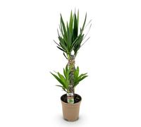 Green boutiQ - Plante d'intérieur - Yucca elephantipes - Yucca - Peu d'entretien - Vert - 1 - Pot 17cm - Hauteur 75cm