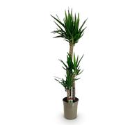 Green boutiQ - Plante d'intérieur - Yucca elephantipes - Yucca - Peu d'entretien - Vert - 1 - Pot 24cm - Hauteur 140cm