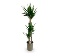 Green boutiQ - Plante d'intérieur - Yucca elephantipes - Yucca - Peu d'entretien - Vert - 1 - Pot 27cm - Hauteur 170cm
