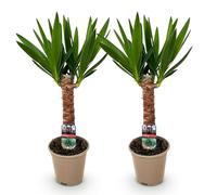 Green boutiQ - Plante d'intérieur - Yucca elephantipes - Yucca - Peu d'entretien - Vert - 2 - Pot 14cm - Hauteur 55cm