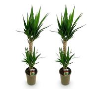 Green boutiQ - Plante d'intérieur - Yucca elephantipes - Yucca - Peu d'entretien - Vert - 2 - Pot 19cm - Hauteur 95cm