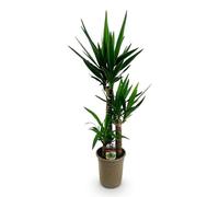 Green boutiQ - Plante d'intérieur - Yucca elephantipes - Yucca - Peu d'entretien - Vert - 2 - Pot 21cm - Hauteur 100cm