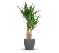 Green boutiQ - Plante d'intérieur - Yucca - Yucca Elephantipes - Vert - Peu d'entretien - 1 Plante - avec Potter Gris - Pot 21cm - Hauteur 80-95cm