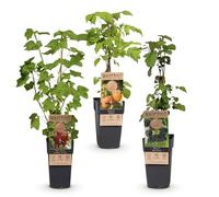 Green boutiQ - Plante Fruit - Mélange Ribes-Rubes - Tricolore - Résistante au Froid - Groseilles Rouges - Mûre Noire - Framboise Jaune - 3 Plantes - Pot 15cm - Hauteur 50cm