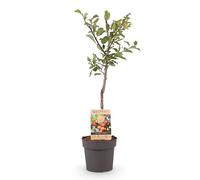 Green boutiQ - Plante fruitière - Prunier - Prunus domestica Victoria - Prune Rouge - Pot 21cm Hauteur 90cm