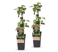 Green boutiQ - Plante fruitière - Rubus fruticosus Black Satin - Plante à mûres - Rustique - Mûre noire - 2 Plantes - Pot 15cm - Hauteur 50cm