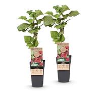 Green boutiQ - Plante fruitière - Rubus Thornless Loganberry - Framboisier - Rustique - Fruit Rouge - 2 Plantes - Pot 15cm - Hauteur 50cm