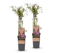 Green boutiQ - Plante fruitière - Vaccinium cor. Pink Lemonade - Myrtille Rose - Hivernale - Baie Rose - 2 Plantes - Pot 15cm - Hauteur 50cm