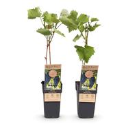 Green boutiQ - Plante fruitière - Vitis vinifera Boskoop Glory - Plante à raisins - Rustique - Raisin Bleu - 2 Plantes - Pot 15cm - Hauteur 50cm