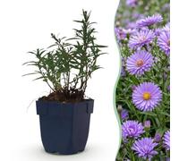 Green boutiQ - Plante vivace - Aster (D) Méditerranée - Aster de mer - Attire les abeilles et les papillons - Violet - 3 Plantes - Pot 11cm - Hauteur 15-25cm