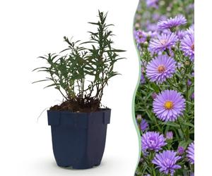 Green boutiQ - Plante vivace - Aster (D) Méditerranée - Aster de mer - Attire les abeilles et les papillons - Violet - 3 Plantes - Pot 11cm - Hauteur 15-25cm