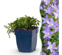 Green boutiQ - Plante vivace - Campanula posch. Stella - Campanule à feuilles de pêcher - Couverture de sol - Violet - 3 Plantes - Pot 11cm - Hauteur 15-25cm