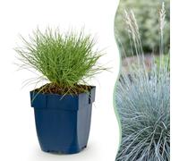 Green boutiQ - Plante vivace - Festuca glauca - Herbe bleue - Persistant - Bleu - 24 Plantes - Pot 11cm - Hauteur 15-25cm