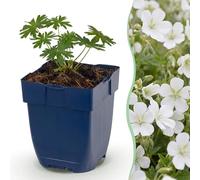 Green boutiQ - Plante vivace - Géranium sang. Album - Géranium royal - Couverture du sol - Blanc - 12 Plantes - Pot 11cm - Hauteur 15-25cm