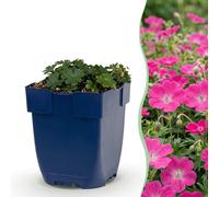 Green boutiQ - Plante vivace - Géranium sang. Max Frei - Érable des fleuristes - Couvrant de sol - Rose - 1 Plante - Pot 11cm - Hauteur 15-25cm