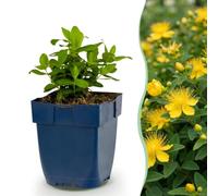Green boutiQ - Plante vivace - Hypericum calycinum - millepertuis - Atrraye-l'arrivée des abeilles et papillons - Jaune - 6 Plantes - Pot 11cm - Hauteur 15-25cm