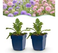 Green boutiQ - Plante Vivace - Scabiosa Duo - Fleur de Pigeon - Attire les Abeilles et les Papillons - Violet - Rose - 6 Plantes - Pot 11cm - Hauteur 15-25cm