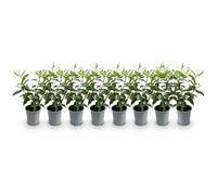 Green boutiQ - Plantes de haie - Prunus lusitanica Angustifolia - feuillage vert - 8 plantes - 1 mètre linéaire - persistant - pot 9cm hauteur 30-35cm
