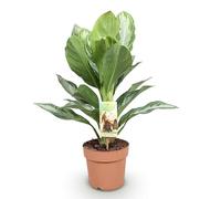 Green boutiQ - Plantes d'intérieur - Aglaonema Silver Bay - Feuillage argenté - Peu d'entretien - Argent - 2 Plantes - Pot 17cm - Hauteur 70-75cm