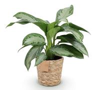 Green boutiQ - Plantes d'intérieur - Aglaonema Silver Bay - Feuillage argenté - Peu d'entretien - avec panier - Argent - 1 Plante - Pot 17cm - Hauteur 70-75cm