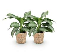 Green boutiQ - Plantes d'intérieur - Aglaonema Silver Bay - Feuille d'argent - Peu d'entretien - avec panier - Argent - 2 Plantes - Pot 17cm - Hauteur 70-75cm
