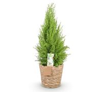 Green boutiQ - Plantes d'intérieur - Cupressus Gold Crest Wilma - Conifère d'intérieur - Peu d'entretien - avec panier - Vert - 1 Plante - Pot 21cm - Hauteur 85-95cm