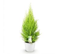 Green boutiQ - Plantes d'intérieur - Cupressus Gold Crest Wilma - Conifère d'intérieur - Peu d'entretien - Vert - 1 Plante - avec Potter Blanc - Pot 21cm - Hauteur 85-95cm