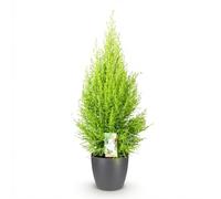 Green boutiQ - Plantes d'intérieur - Cupressus Gold Crest Wilma - Conifère d'intérieur - Peu d'entretien- Vert - 1 Plante - avec Pot Gris - Pot 21cm - Hauteur 85-95cm