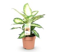 Green boutiQ - Plantes d'intérieur - Diefenbachia Camilla - Diefenbachia - Peu d'entretien - Panaché - 1 Plante - Pot 17cm - Hauteur 45-50cm