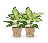 Green boutiQ - Plantes d'intérieur - Diefenbachia Camilla - Dieffenbachia - Peu d'entretien - avec panier - Panaché - 2 Plantes - Pot 17cm - Hauteur 45-50cm